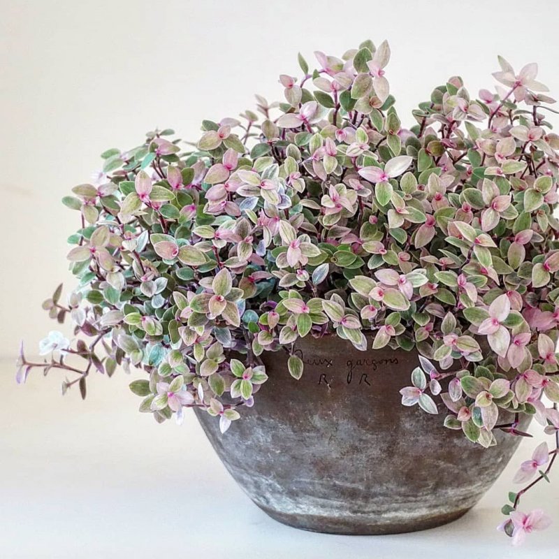 1638040497_12-pro-dachnikov-com-p-kalliziya-foto-12