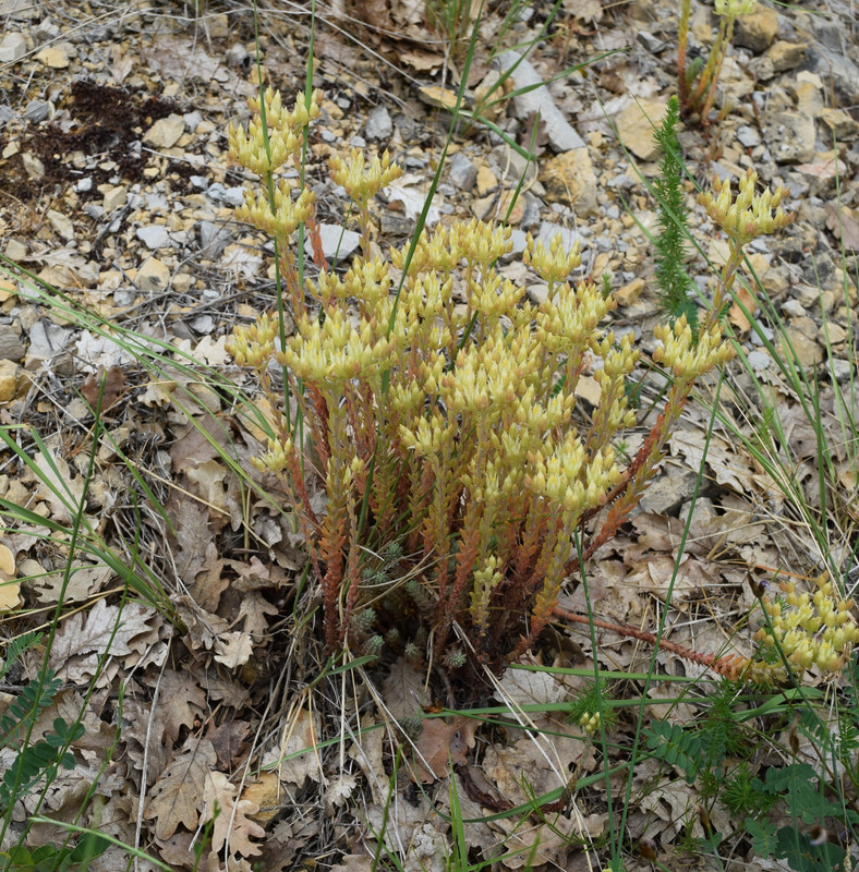 Sedum gréoux zoom