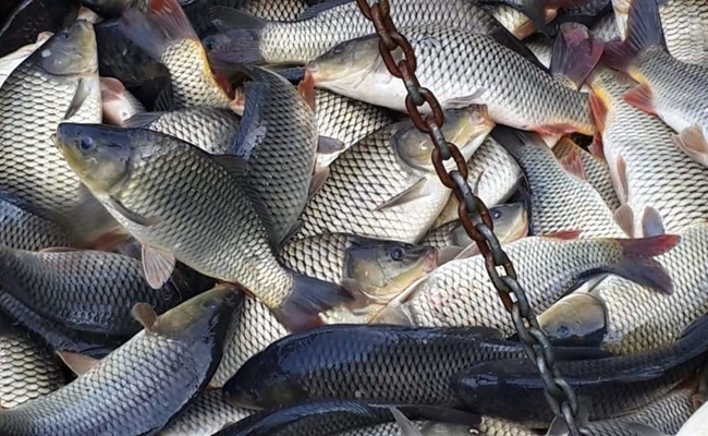 fisherklin.com – живая рыба оптом