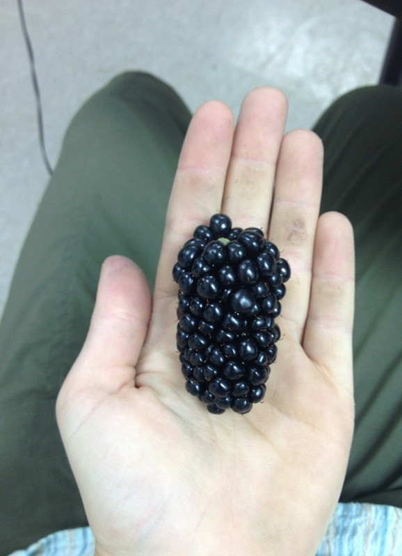 Blackberry6