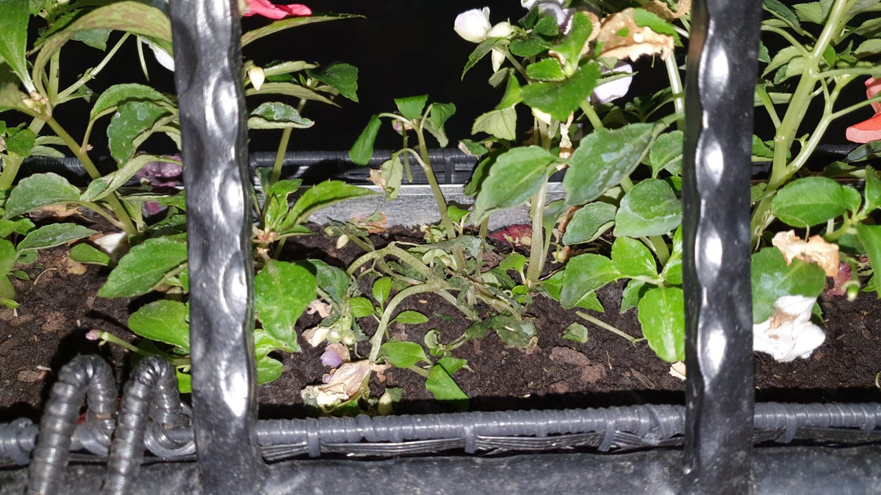 WhatsApp Image 2020-05-14 at 22.56.45 (1)