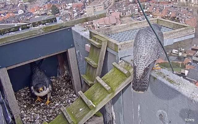 Weert - St Martinuskerk 2020 - Nog een slechtvalken forum 2.0