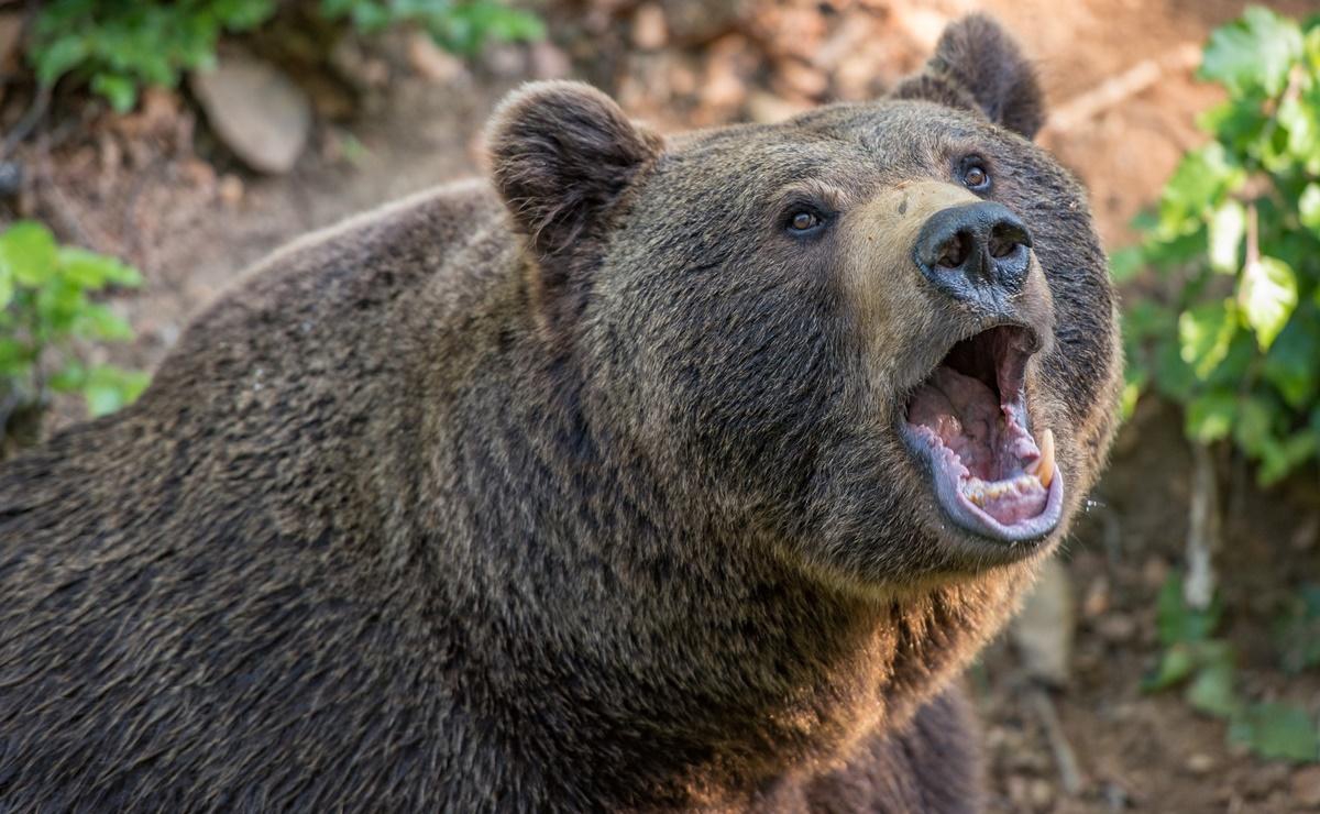 Hombre es víctima de letal ataque de oso pardo; intentó cazar al animal