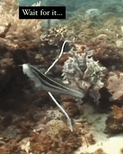 GIFs-20