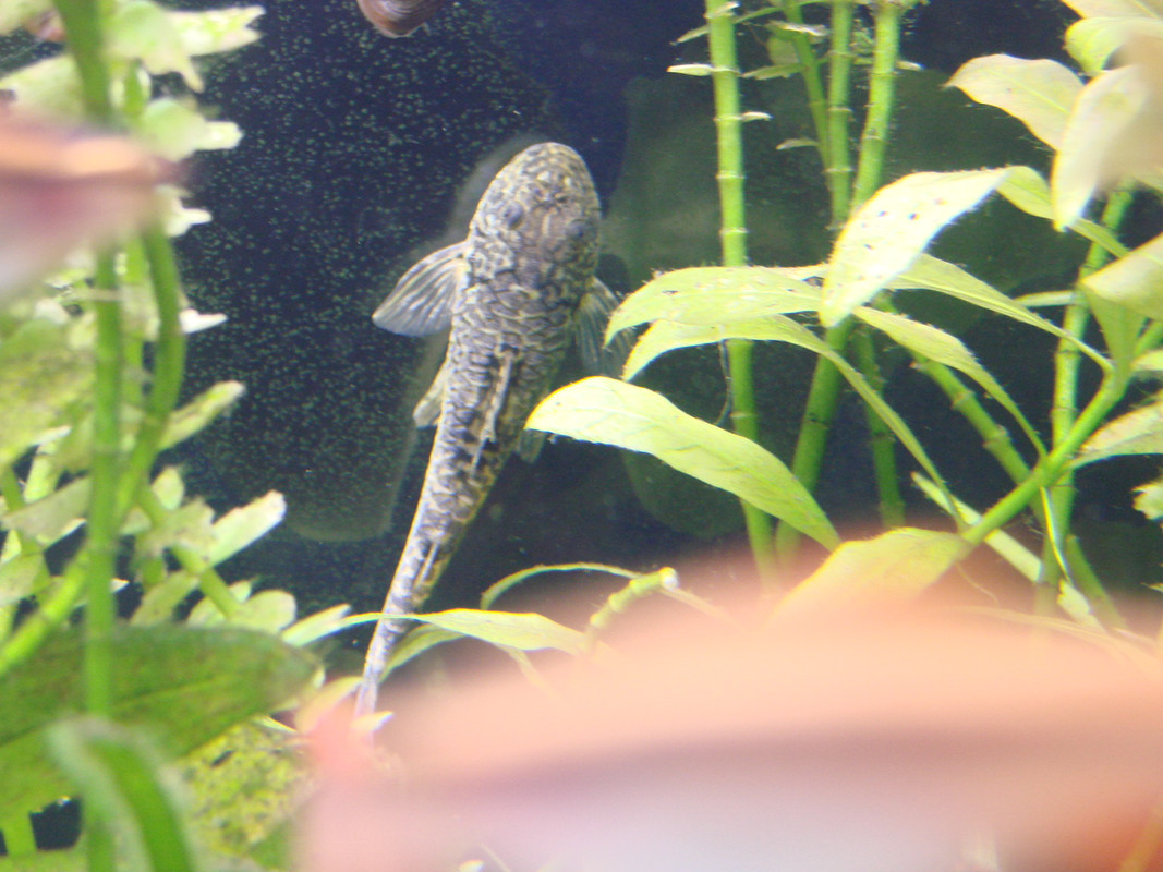 parotocinclus 02617