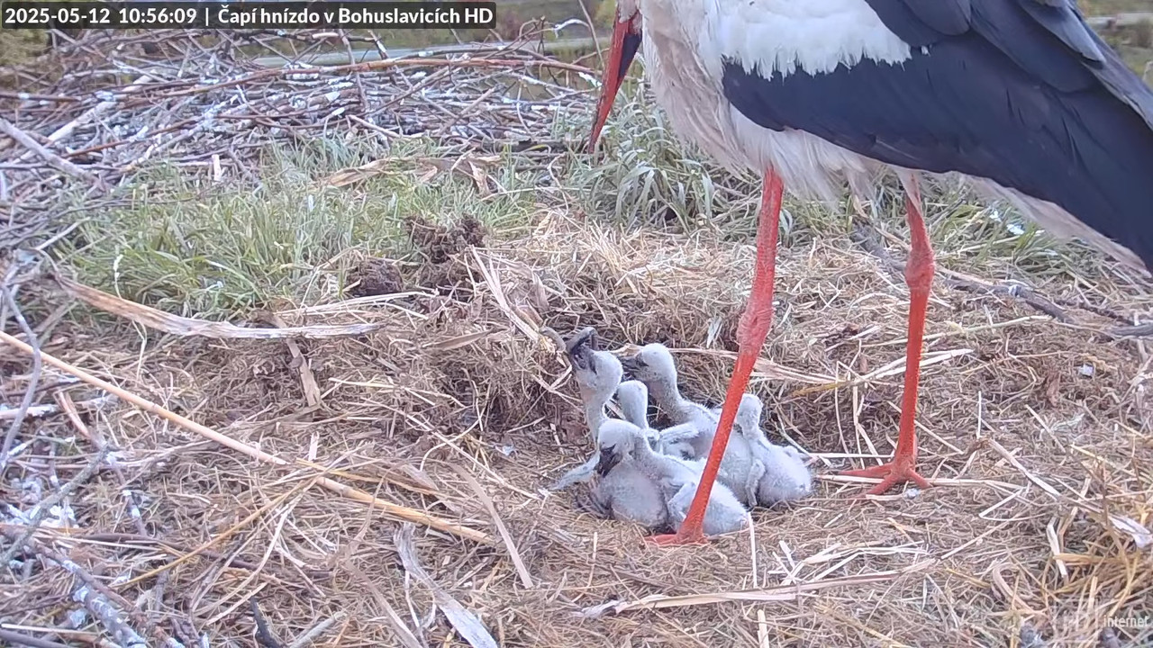 Tiešraide no stārķu skursteņa Bohuslavicē netālu no Trutnovas HD kvalitātē 9-3-31 screenshot