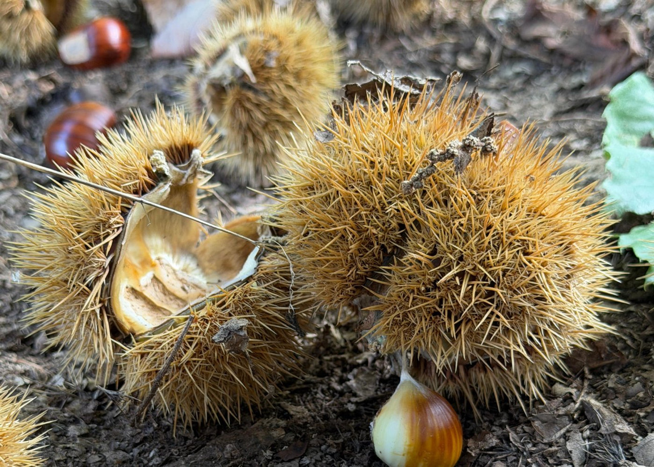 Marroni Segnini freschi - dettaglio prodotto 2