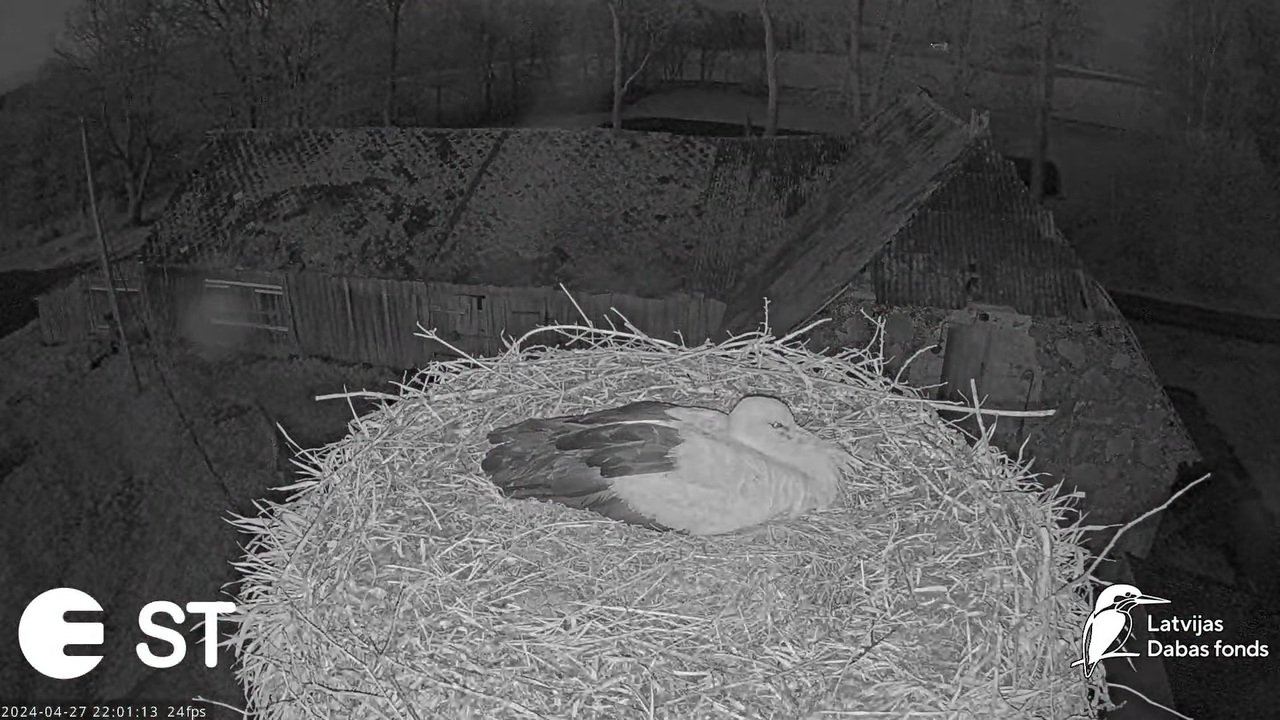 Baltie stārķi (Ciconia ciconia) Tukuma novadā - LDF tiešraide __ White storks in Tukums, Latvia 14-4