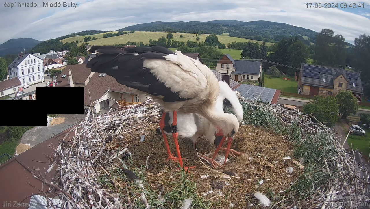 Tiešraides kamera — Mladé Buky — stārķa ligzda 11-27-51 screenshot (1)