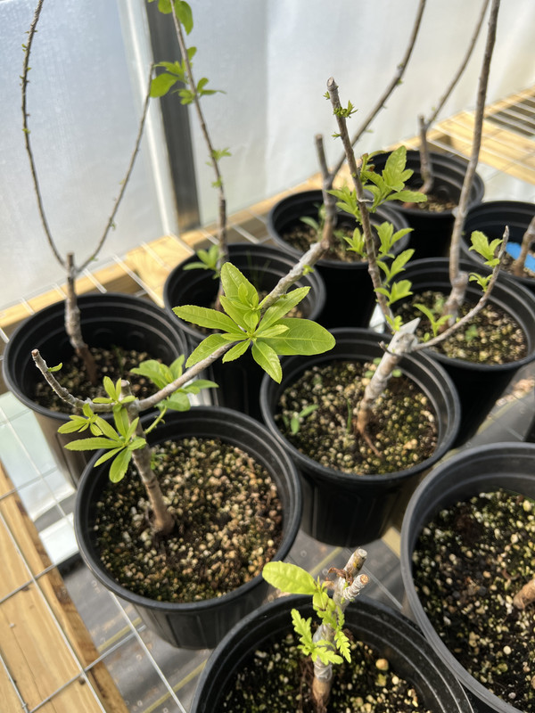 A7C1ED3A-CEB4-46D4-9925-1F622A42848F