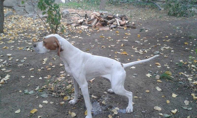 სანსაიჩ