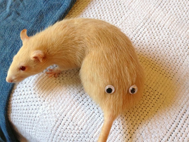 20 доказательств, что все становится веселее, если этому приделать глаза