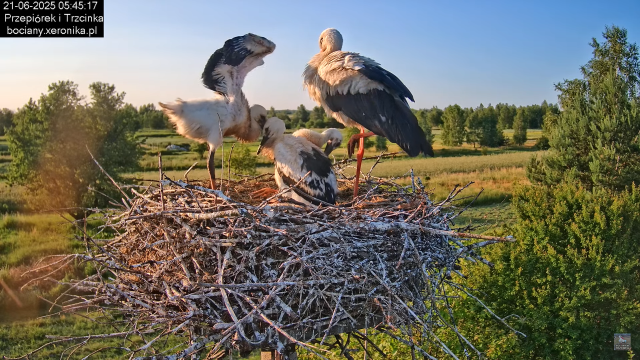 21062025bociany8