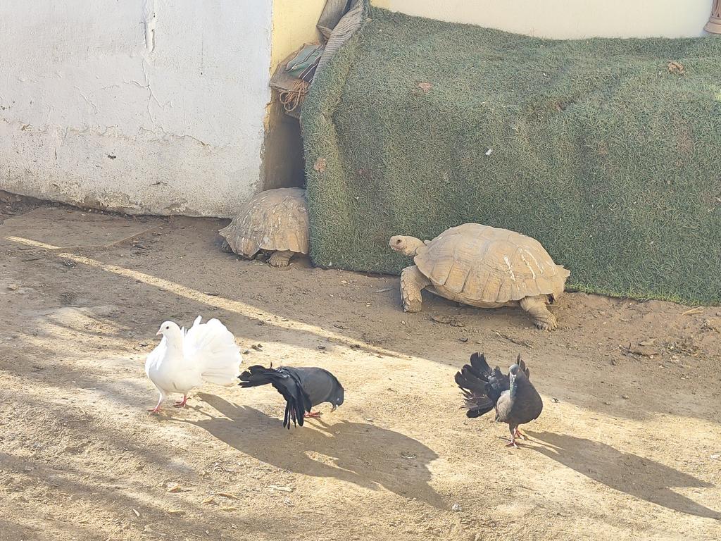 Ленивый Египет (Хургада, Луксор, Каир), декабрь 2025 - январь 2026