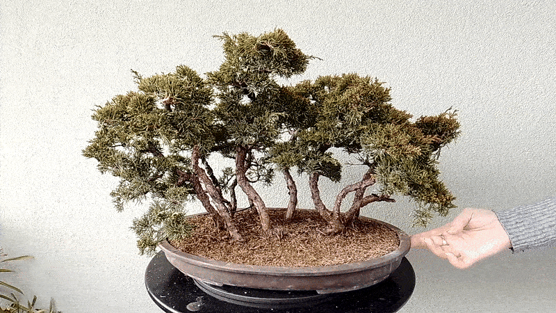 gif01