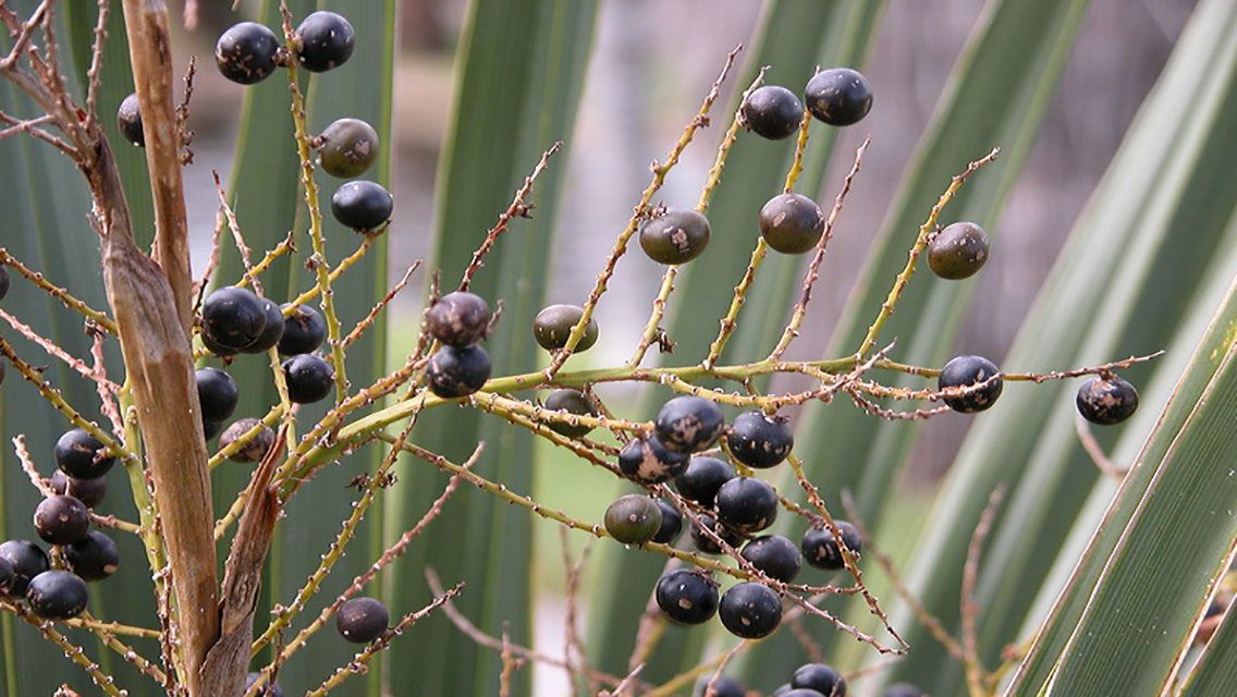 Плоды пальмы сабаль для лечения заболеваний мочеполовой системы