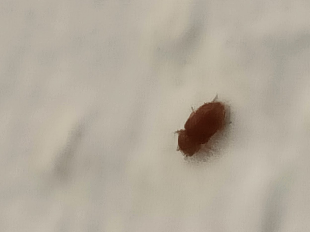 Hilfe, kleine Fliegen am Fenster Forum Haushalt & Wohnen urbia.de