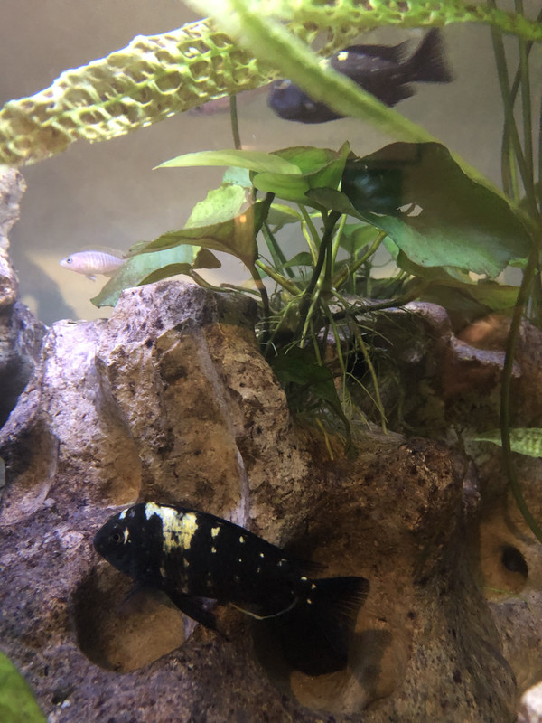 C69A1F9B-055C-4E3B-A524-902661E8442C