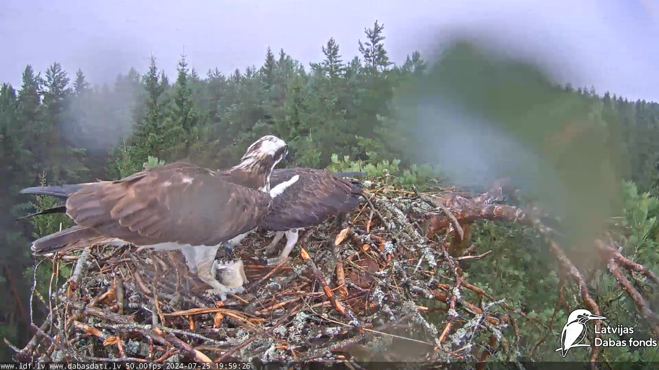 Zivju ērglis (Pandion haliaetus) Kurzemē - LDF tiešraide 15-11-27 screenshot (1)