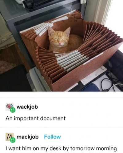 Catfirfile-f8a1da6b9cb05ec110b6e724bffb079e-c8b0ddf8-400.jpg