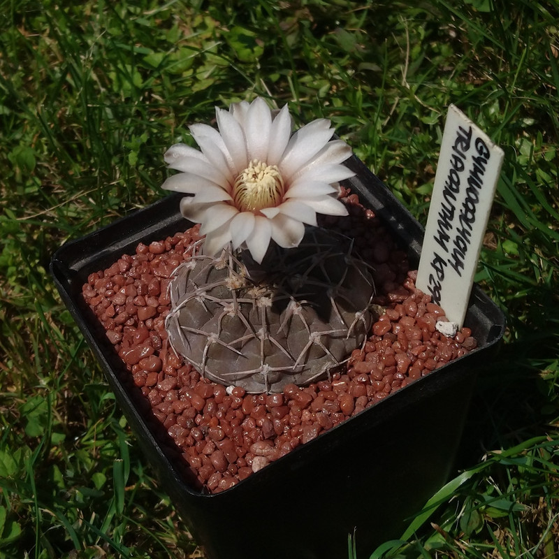 Gymnocalycium bodenbenderianum (triacanthum) KP nr 3