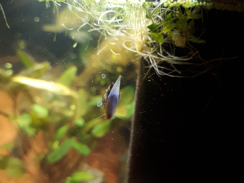 phy12 (FILEminimizer)