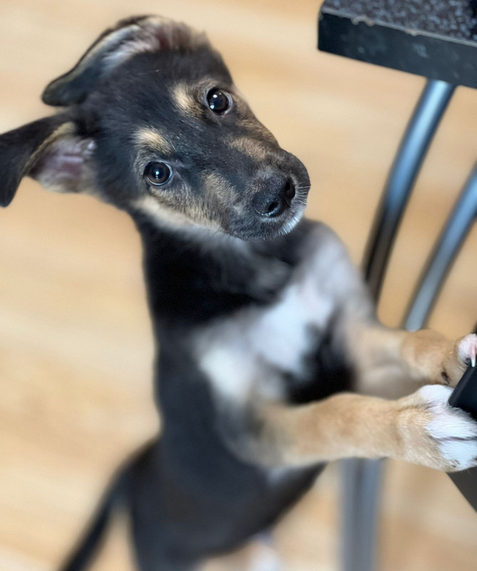 Изображение WhatsApp 2024-06-24 в 08.47.02_c8f133f4