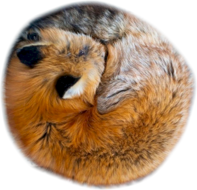 Mozilla Firefox