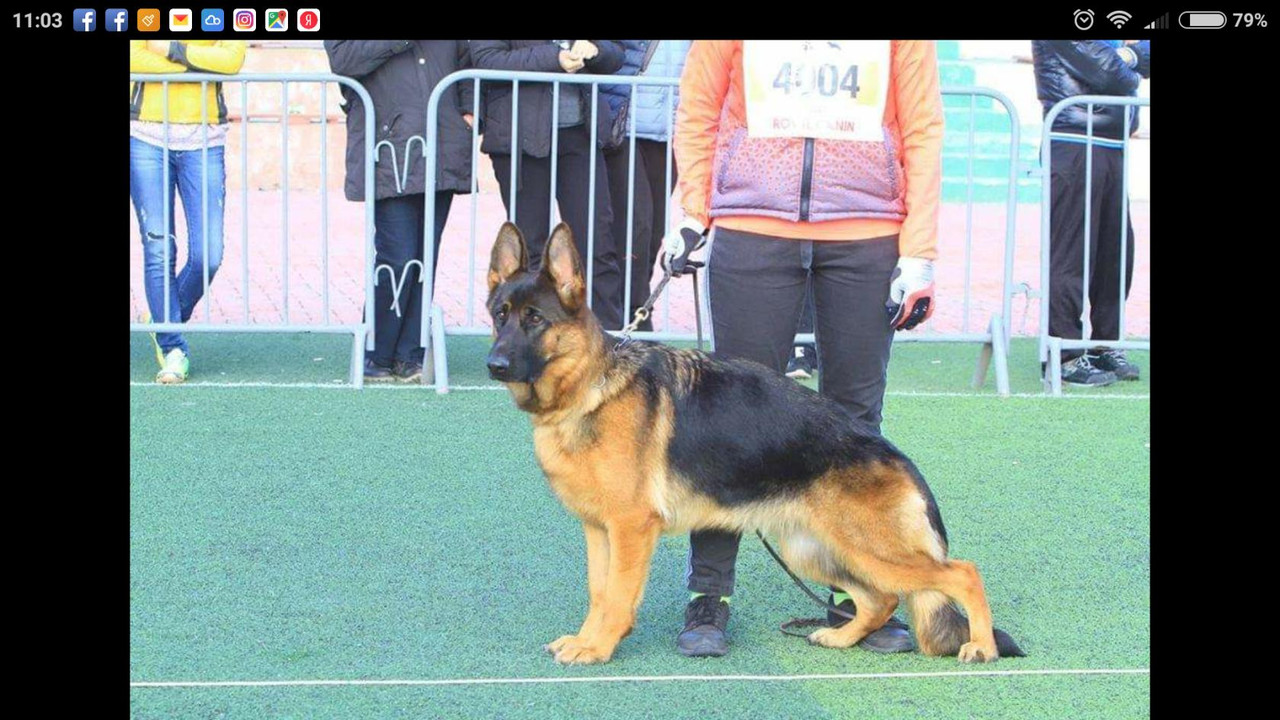 image (16)Э.Ф.Зирка