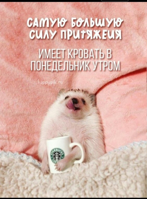 1706937994-belon-club-p-dobroe-utro-ponedelnika-otkritki-pinterest-56.jpg
