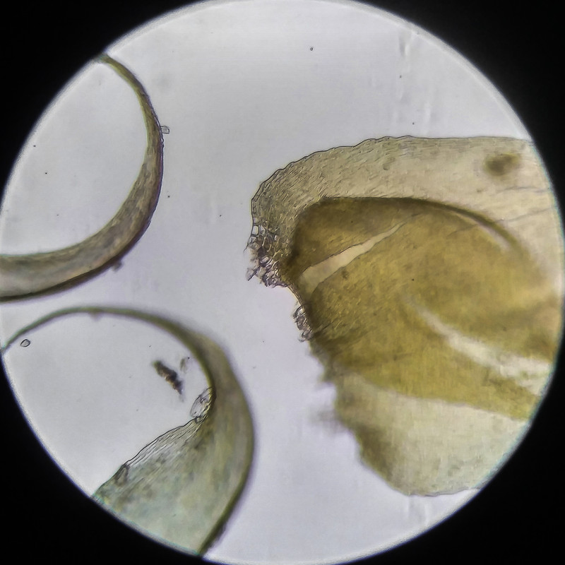 IMG 20250614 203252 HDR