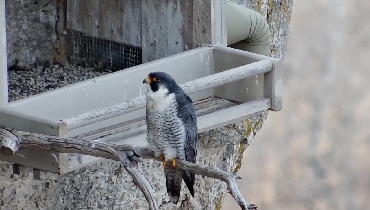 Minnesota 20190403-01S om 20.36.51