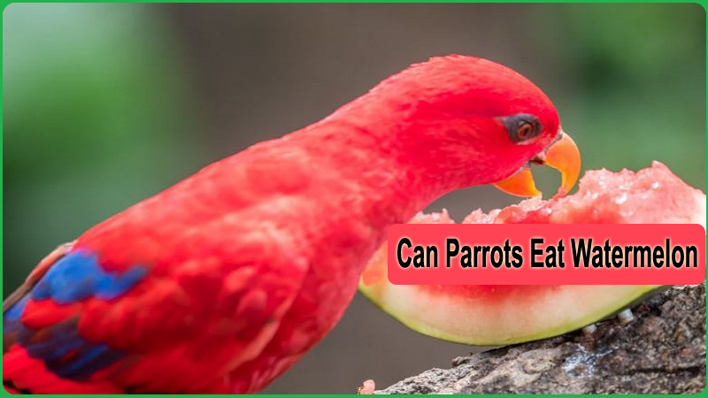Can Parrots Eat Watermelon