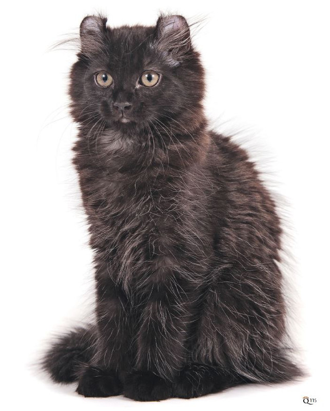 QuattroZampe Set 2024 (12)