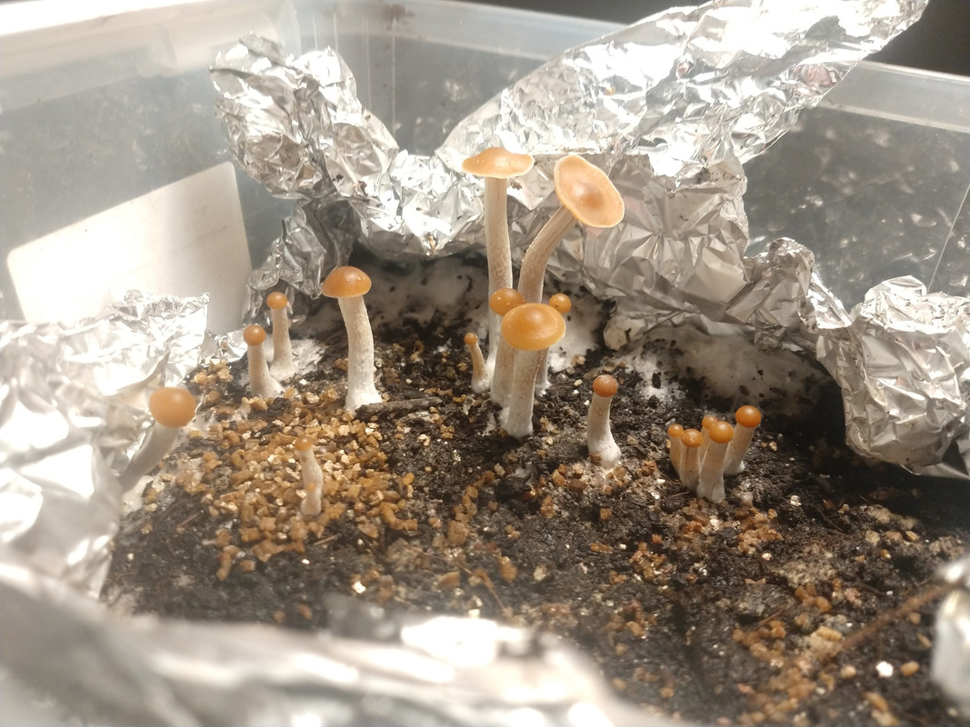 16070482847282081791841040742118