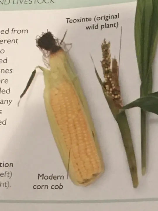 modern-day-corn