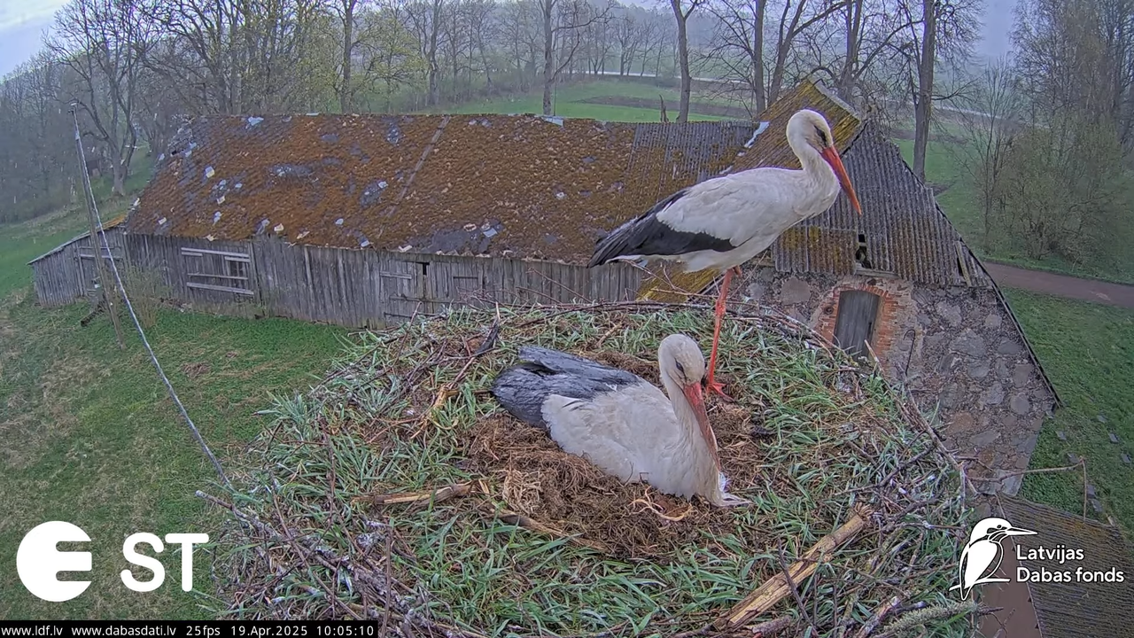 (34) Baltie stārķi (Ciconia ciconia) Tukuma novadā __ White storks in Tukums, Latvia - YouTube - 772