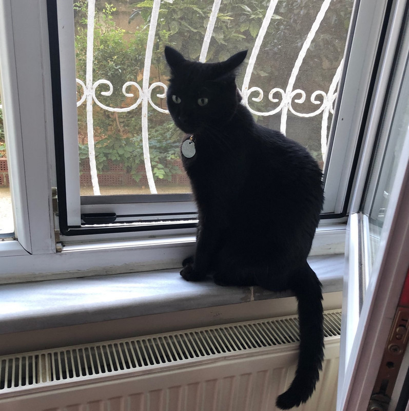 blacknwhite-cat-dis1.jpg