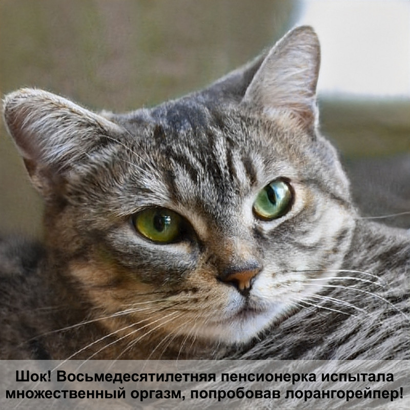 окрасы шотландских котят прямоухих