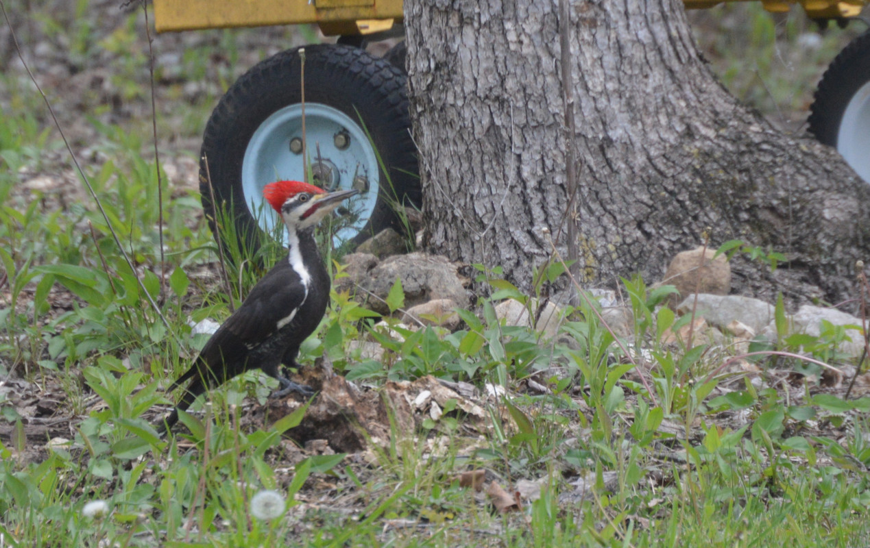 2021-4-23 Pileated Woodpecker (4)