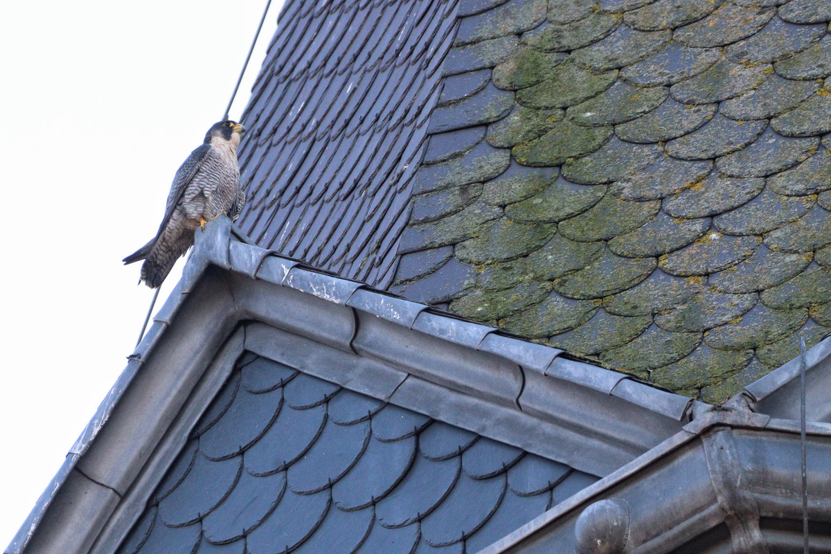 9AE58B5C-D339-4CF6-980F-02E256A934EF