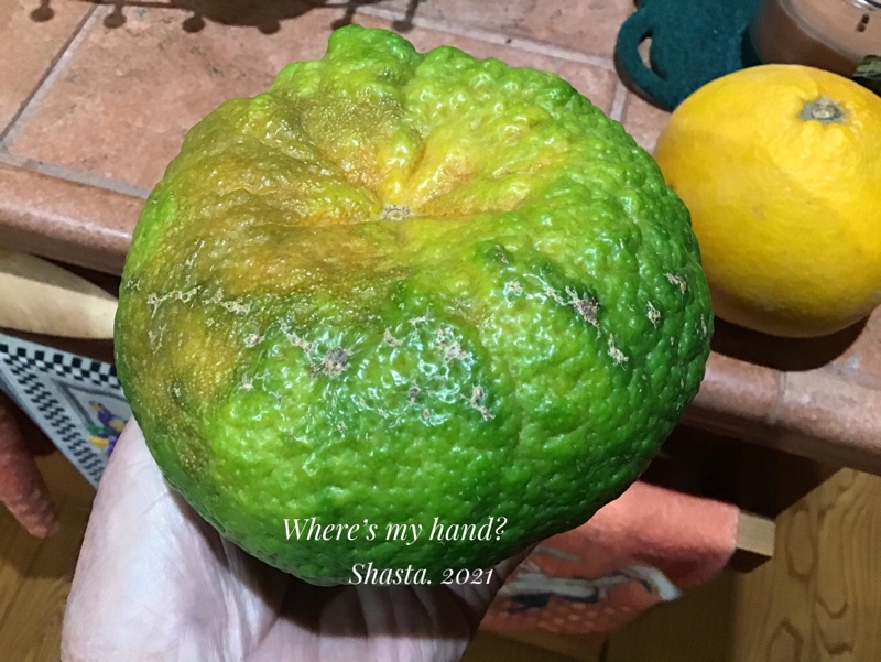 F64BB6E6-1E00-4BCA-9F16-F60402EAC6FC