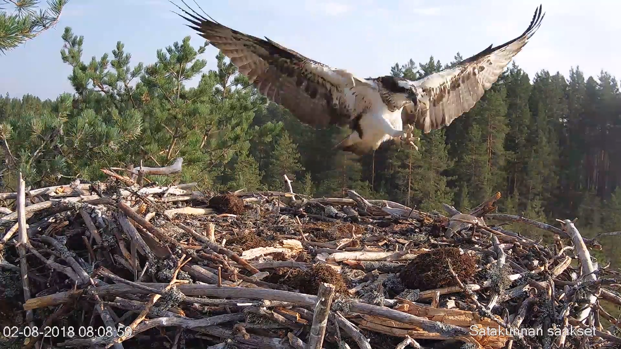 Satakunnan sääkset (Osprey Cam in Finland) - #sääksilive 3-3-33 