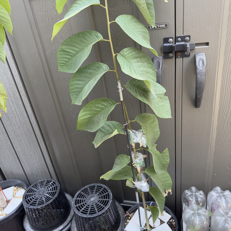 85C1CB58-D826-4E52-BBDC-D334E1C0E5BB