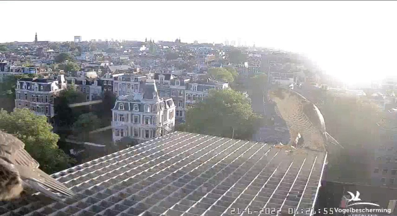 Amsterdam/Rijksmuseum screenshots © Beleef de Lente/Vogelbescherming Nederland - Pagina 30 Video-2022-06-21-062721-Moment-6