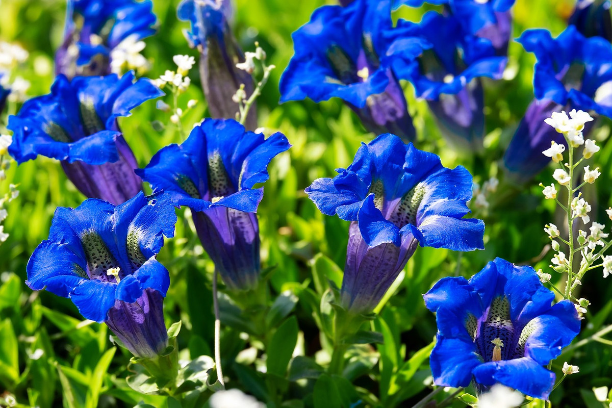 blue-gentians-3360029-1280.jpg