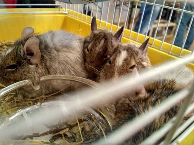 выст В 22.04.17