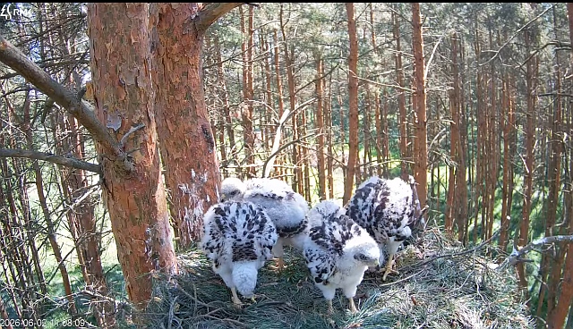 Obrazek