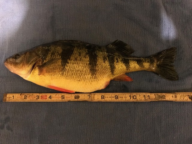 Perch 4