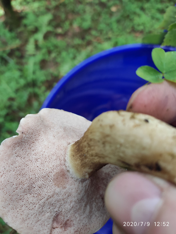 IMG_20200709_125258 (1)